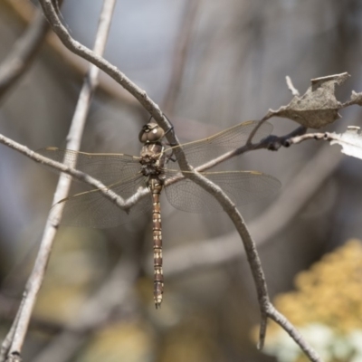 Adversaeschna brevistyla (Blue-spotted Hawker) at The Pinnacle - 26 Oct 2018 by AlisonMilton