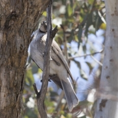 Philemon corniculatus (Noisy Friarbird) at Dunlop, ACT - 26 Oct 2018 by AlisonMilton