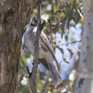 Philemon corniculatus at Dunlop, ACT - 26 Oct 2018