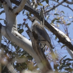 Philemon corniculatus at Dunlop, ACT - 26 Oct 2018