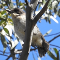 Cracticus torquatus (Grey Butcherbird) at Kambah, ACT - 26 Oct 2018 by HelenCross