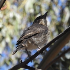 Cracticus torquatus at Kambah, ACT - 27 Oct 2018 09:08 AM