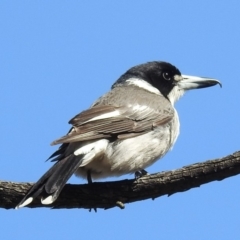 Cracticus torquatus at Kambah, ACT - 27 Oct 2018