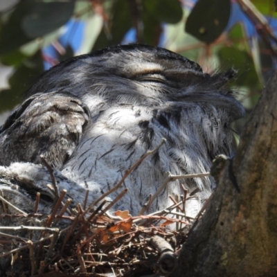 Podargus strigoides (Tawny Frogmouth) at Kambah, ACT - 27 Oct 2018 by HelenCross