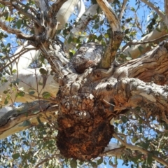 Podargus strigoides at Kambah, ACT - 27 Oct 2018 08:52 AM