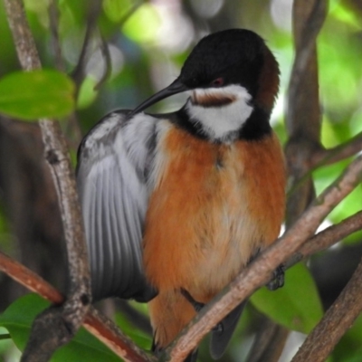 Acanthorhynchus tenuirostris (Eastern Spinebill) at ANBG - 26 Oct 2018 by RodDeb