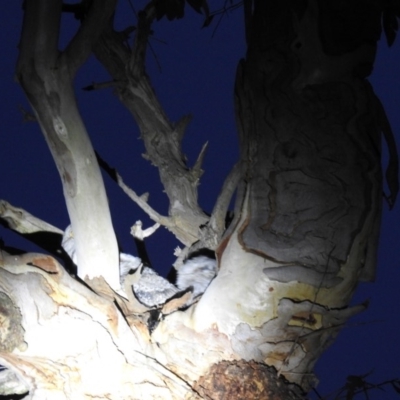 Podargus strigoides (Tawny Frogmouth) at Kambah, ACT - 26 Oct 2018 by HelenCross