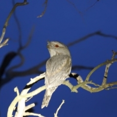 Podargus strigoides at Kambah, ACT - 27 Oct 2018 04:41 AM