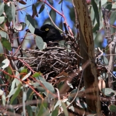 Strepera graculina (Pied Currawong) at ANBG - 26 Oct 2018 by RodDeb