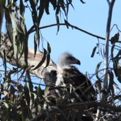 Aquila audax (Wedge-tailed Eagle) at McQuoids Hill - 26 Oct 2018 by HelenCross