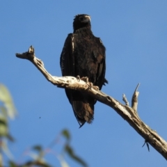 Aquila audax at McQuoids Hill - 27 Oct 2018