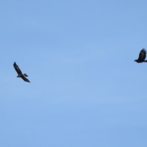 Aquila audax at McQuoids Hill - 27 Oct 2018 07:50 AM