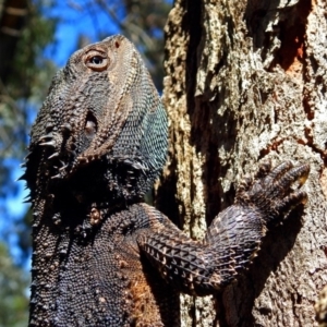 Pogona barbata at Acton, ACT - suppressed