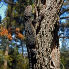 Pogona barbata at Acton, ACT - suppressed