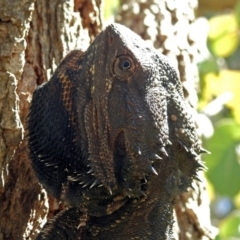 Pogona barbata at Acton, ACT - suppressed