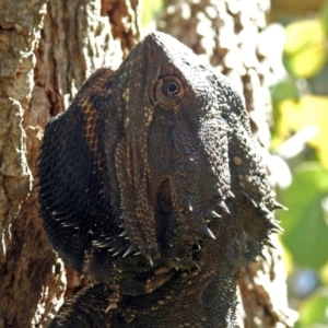 Pogona barbata at Acton, ACT - suppressed