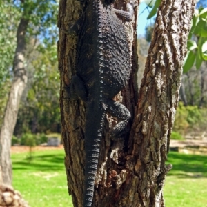 Pogona barbata at Acton, ACT - 26 Oct 2018