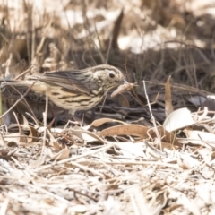 Pyrrholaemus sagittatus (Speckled Warbler) at Dunlop, ACT - 26 Oct 2018 by Alison Milton