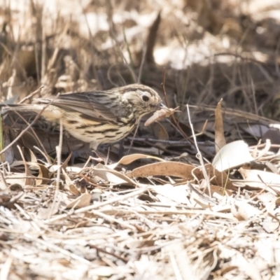 Pyrrholaemus sagittatus (Speckled Warbler) at The Pinnacle - 26 Oct 2018 by Alison Milton