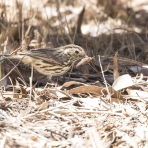 Pyrrholaemus sagittatus at Dunlop, ACT - 26 Oct 2018