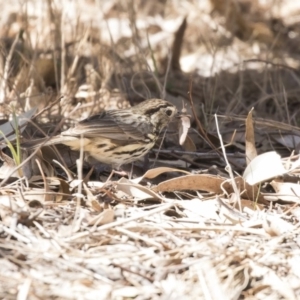 Pyrrholaemus sagittatus at Dunlop, ACT - 26 Oct 2018