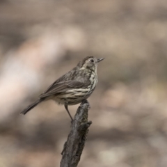 Pyrrholaemus sagittatus at Dunlop, ACT - 26 Oct 2018