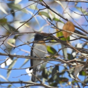 Myiagra rubecula at Kambah, ACT - 27 Oct 2018