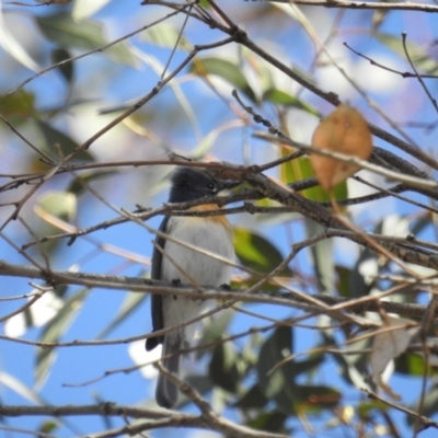 Myiagra rubecula (Leaden Flycatcher) at Kambah, ACT - 27 Oct 2018 by HelenCross