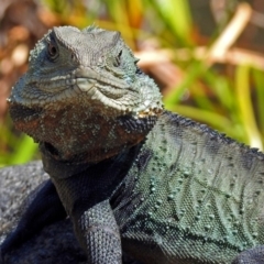 Intellagama lesueurii howittii (Gippsland Water Dragon) at Acton, ACT - 26 Oct 2018 by RodDeb