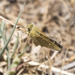 Trapezites luteus (Yellow Ochre, Rare White-spot Skipper) at Dunlop, ACT - 26 Oct 2018 by AlisonMilton