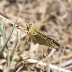 Trapezites luteus at Dunlop, ACT - 26 Oct 2018