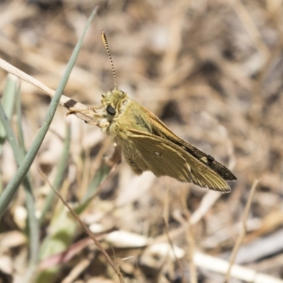 Trapezites luteus (Yellow Ochre, Rare White-spot Skipper) at The Pinnacle - 26 Oct 2018 by Alison Milton