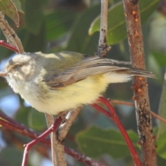 Smicrornis brevirostris (Weebill) at McQuoids Hill - 26 Oct 2018 by HelenCross