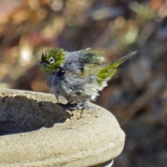 Zosterops lateralis (Silvereye) at Macarthur, ACT - 27 Oct 2018 by RodDeb