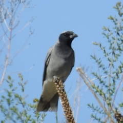 Coracina novaehollandiae (Black-faced Cuckooshrike) at Kambah, ACT - 27 Oct 2018 by HelenCross