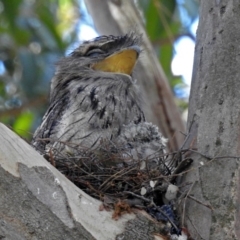 Podargus strigoides (Tawny Frogmouth) at ANBG - 26 Oct 2018 by RodDeb