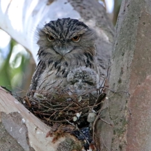 Podargus strigoides at Acton, ACT - 26 Oct 2018