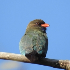 Eurystomus orientalis (Dollarbird) at McQuoids Hill - 26 Oct 2018 by HelenCross