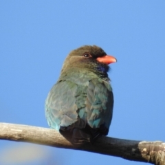 Eurystomus orientalis (Dollarbird) at Kambah, ACT - 26 Oct 2018 by HelenCross