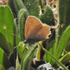 Zizina otis (Common Grass-Blue) at Tennent, ACT - 27 Oct 2018 by JohnBundock