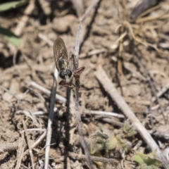 Asilinae sp. (subfamily) (Unidentified asiline Robberfly) at The Pinnacle - 26 Oct 2018 by Alison Milton