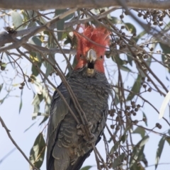 Callocephalon fimbriatum (Gang-gang Cockatoo) at Hawker, ACT - 26 Oct 2018 by Alison Milton