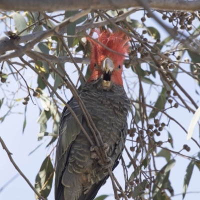 Callocephalon fimbriatum (Gang-gang Cockatoo) at The Pinnacle - 26 Oct 2018 by Alison Milton