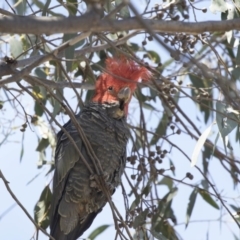 Callocephalon fimbriatum at Hawker, ACT - 26 Oct 2018