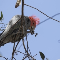 Callocephalon fimbriatum at Hawker, ACT - 26 Oct 2018