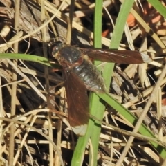 Comptosia stria (A bee fly) at Gigerline Nature Reserve - 26 Oct 2018 by JohnBundock