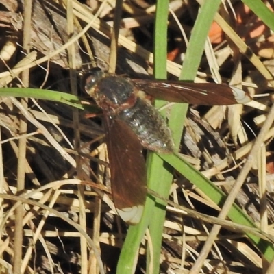 Comptosia stria (A bee fly) at Tennent, ACT - 27 Oct 2018 by JohnBundock