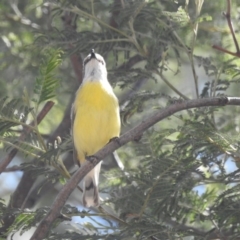 Gerygone olivacea (White-throated Gerygone) at Tennent, ACT - 26 Oct 2018 by JohnBundock