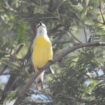 Gerygone olivacea (White-throated Gerygone) at Tennent, ACT - 27 Oct 2018 by JohnBundock