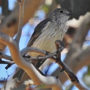 Pachycephala rufiventris at Tennent, ACT - 27 Oct 2018 09:08 AM